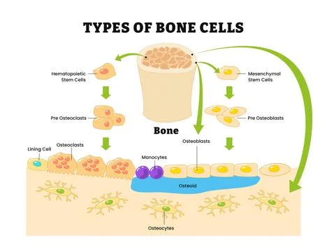 Different types of human bone cells diagram, labeled hematopoietic stem cel.. Illustrazione stock