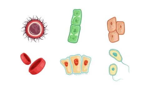 Different Types of Human Cells Collection Infografic Elements Vector Stock Illustration