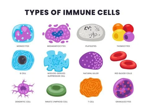 Different types of human immune cells set collection, Medical Infographic C.. Stock Illustration