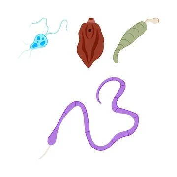 Different types of human intestinal parasites creating biological illustratio Stock Illustration