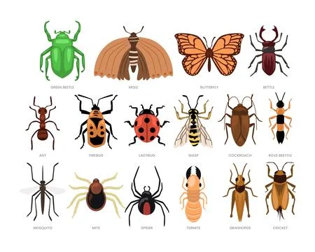Different types of insect set collection, wildlife animal cartoon, Differen.. Stock Illustration