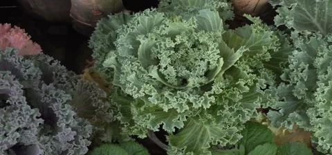 Different types of latus leave. | Stock Video | Pond5
