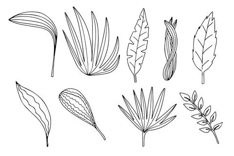 Different types of leaves isolated on white background. Vector palm leaf, mon Stock Illustration