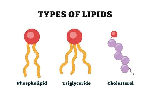 Different types of lipid types diagram. Medical illustration vector. Labele.. Stock Illustration