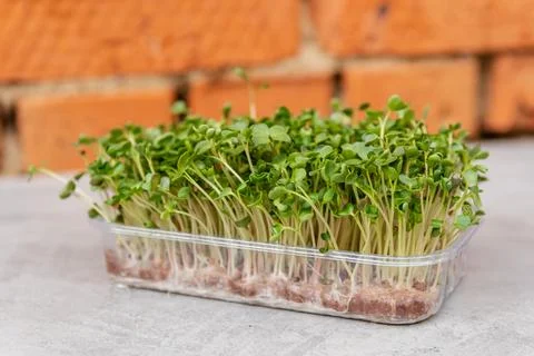Different types of micro green sprouts. Micro green fresh sprouts. Fotos de archivo