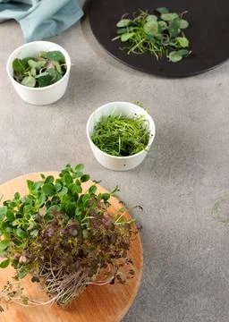 Different types of micro-greenery on a gray stone table. Close-up, vertical Stock Photos