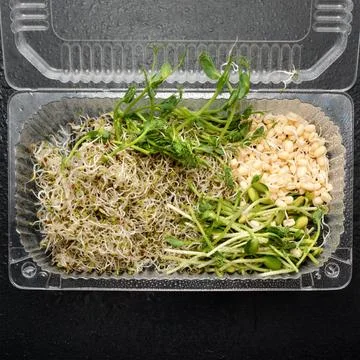 Different types of micro greens in plastic container on black background. Hea Stock Photos