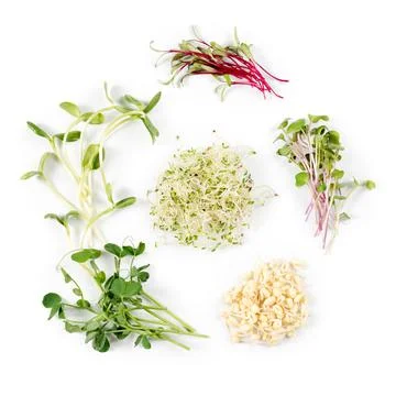 Different types of micro greens on white background. Healthy eating concept o 库存照片