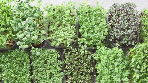 Different types of Microgreen on grey background Stock Footage 163232780