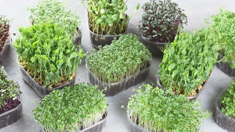 Different types of Microgreen on grey background Stock Footage 163232781