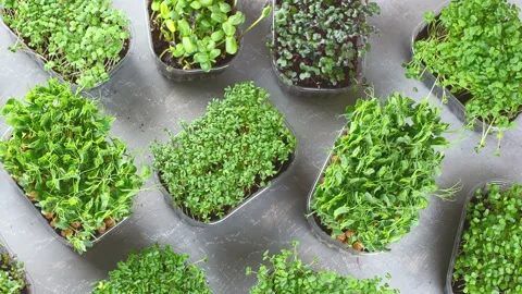 Different types of Microgreen on grey background Stock Footage 163232782
