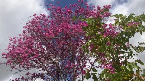 Different types of microgreens close-up top view. Stock Footage 238773360