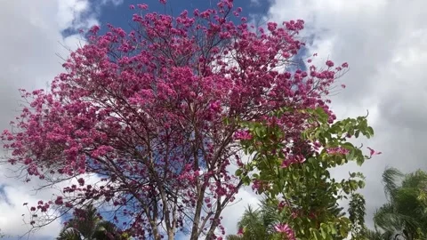 Different types of microgreens close-up top view. Stock Footage 238773373