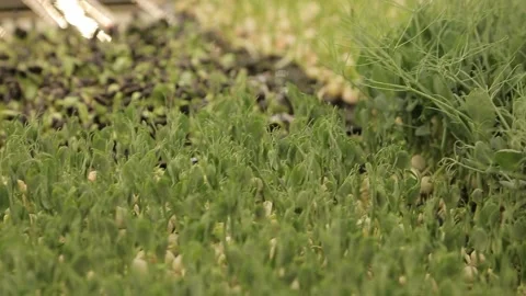 Different types of microgreens close-up top view. Stock Footage 244576922