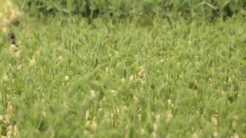Different types of microgreens close-up top view. Stock Footage 244576927