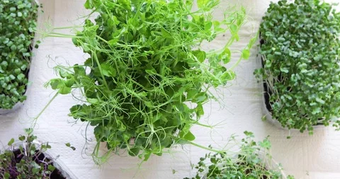 Different types of Microgreens Stock Footage 124455394