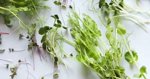 Different types of Microgreens Stock Footage 124455399