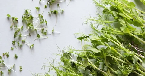 Different types of Microgreens Stock Footage 124455403