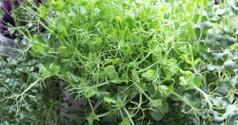 Different types of Microgreens Stock Footage 124455414