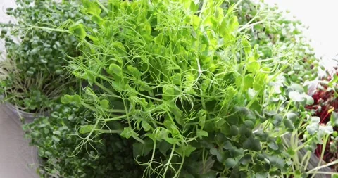 Different types of Microgreens	 Stock Footage 130198202