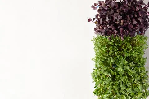 Different types of microgreens growing at home for healthy eating or for Stock Photos
