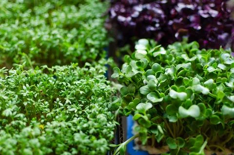Different types of microgreens growing at home for healthy eating or for Stock Photos