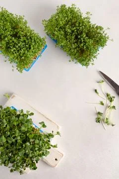 Different types of microgreens growing at home for healthy eating or for Stock Photos