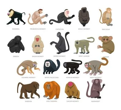 Different types of monkey set collection, breeds of domestic monkey cartoon.. Stock-Illustration