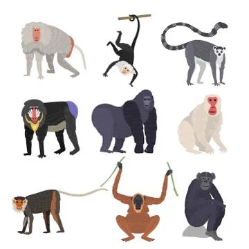 Different types of monkeys rare animal vector set. Stock Illustration