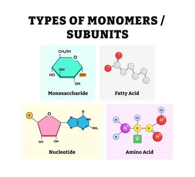 Different types of monomers or subunits form or diagram vector illustration.. Stock Illustration