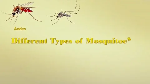 Different Types of  Mosquitoes Stock Footage 296789796