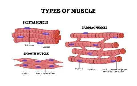 Different types of muscle types, diagram poster, medical illustration vecto.. Stock-Illustration