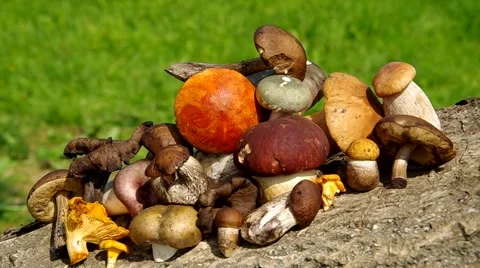 Different types of mushrooms Stock Footage 40723724