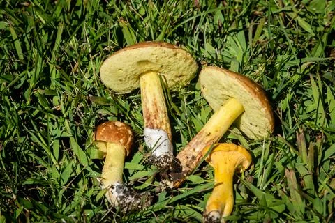 Different types of mushrooms in the forest Stock Photos