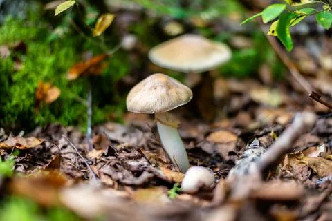 Different types of mushrooms in the forest Stock Photos