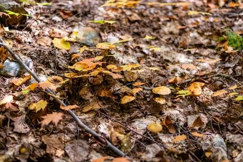 Different types of mushrooms in the forest Stock Photos