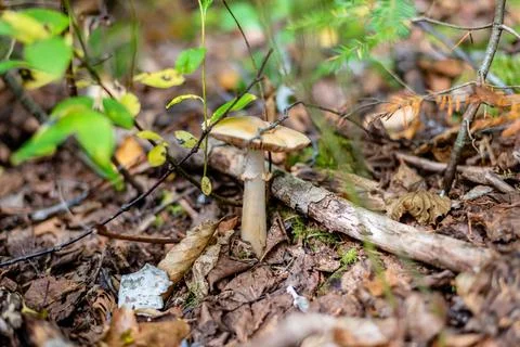 Different types of mushrooms in the forest Stock Photos