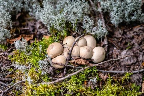 Different types of mushrooms in the forest Stock Photos