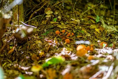 Different types of mushrooms in the forest Stock Photos
