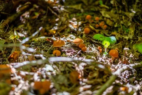 Different types of mushrooms in the forest Stock Photos