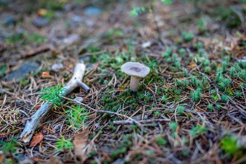 Different types of mushrooms in the forest Stock Photos