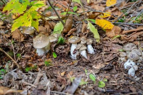 Different types of mushrooms in the forest Stock Photos