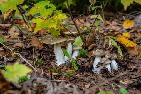Different types of mushrooms in the forest Stock Photos