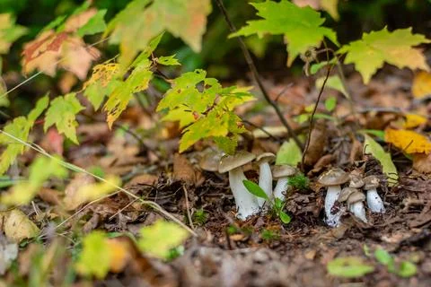 Different types of mushrooms in the forest Stock Photos