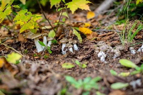 Different types of mushrooms in the forest Stock Photos