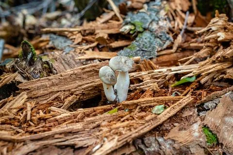 Different types of mushrooms in the forest Stock Photos