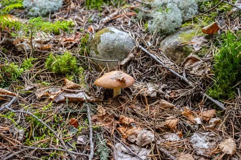 Different types of mushrooms in the forest Stock Photos