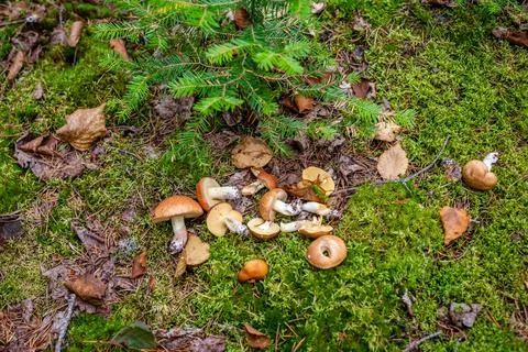 Different types of mushrooms in the forest Stock Photos