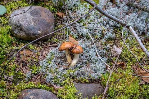 Different types of mushrooms in the forest Stock Photos