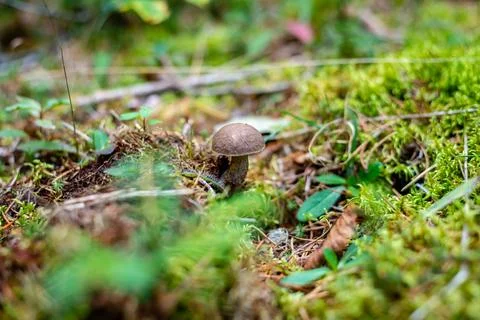 Different types of mushrooms in the forest Stock Photos